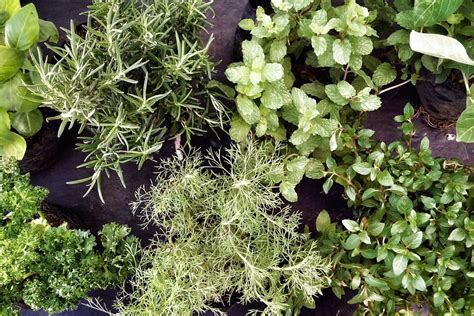 bouquet di erbe aromatiche antiche