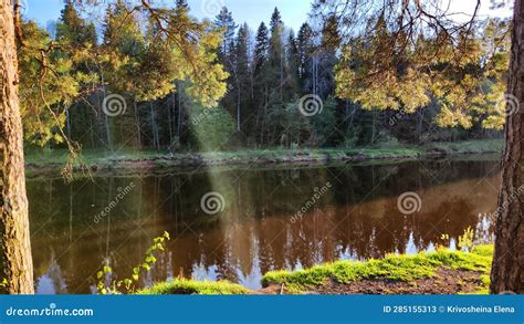 Paesaggio estivo russo con pineta e laghetto