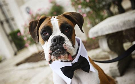 cane elegante come paggio al matrimonio