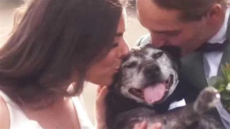 cane felice al matrimonio