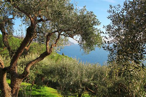 Vista panoramica della Puglia con ulivi e mare