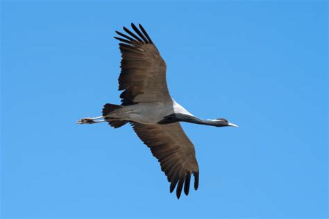 Damigella di Numidia in volo