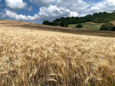 Campo di grano, habitat della Damigella di Numidia