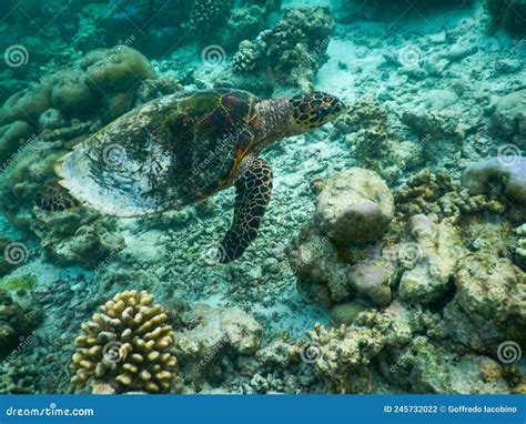 Tartaruga marina che nuota nella baia di Akumal