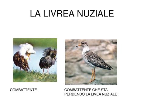 Maschio di Combattente in livrea nuziale