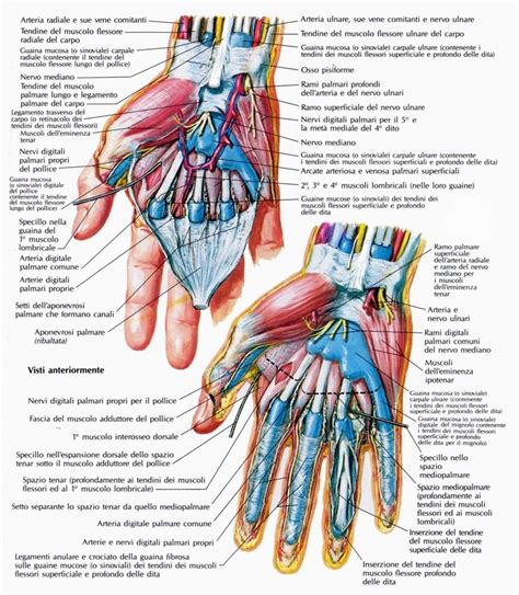 Anatomia della mano con vena che porta al cuore