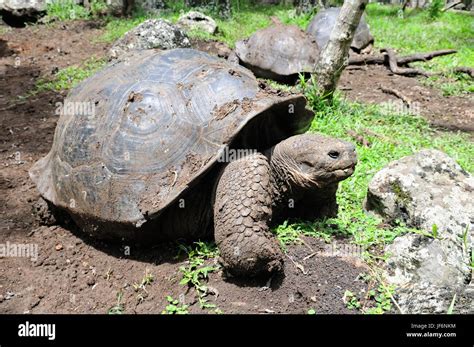 Tartarughe giganti nelle isole Galapagos