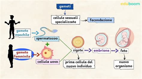 Schema della risposta sessuale maschile