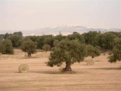 Campagna Pugliese con ulivi secolari