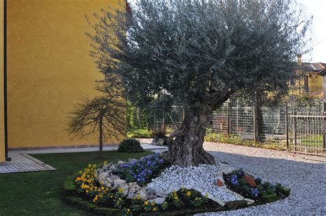 Dettaglio di un ulivo secolare in un giardino