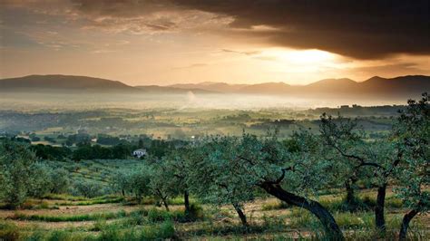 Paesaggio della Tenuta di Murlo con uliveti e colline