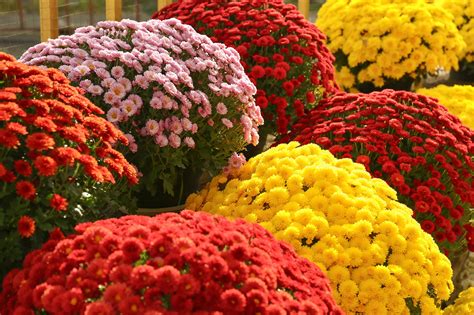 Colori dei crisantemi e loro significato