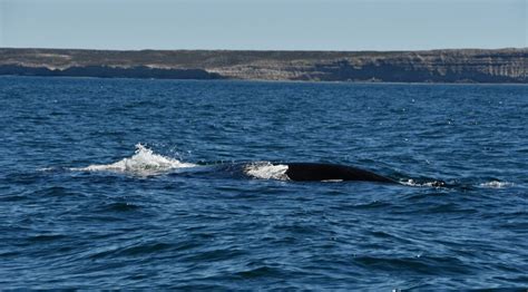 Balene che emergono dall'acqua vicino alla Penisola Valdes