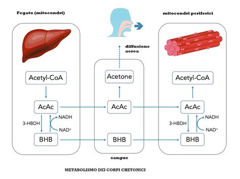 Schema che illustra gli effetti di un'opposizione al matrimonio