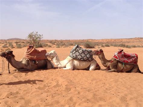 cammelli nel deserto