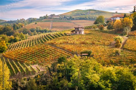 Paesaggio collinare toscano con vigneti e uliveti