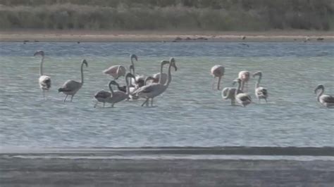 Fenicotteri al Lago Al Qudra all'alba