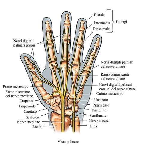 Schema mano con vene e dita