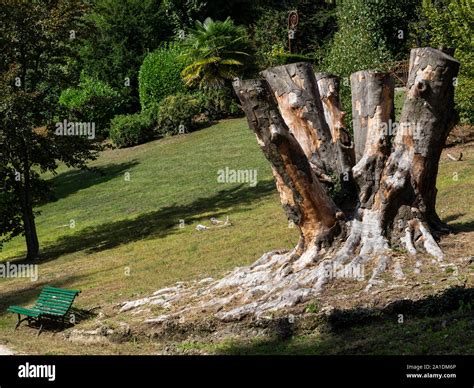 Parco secolare di Villa Il Chiaramello
