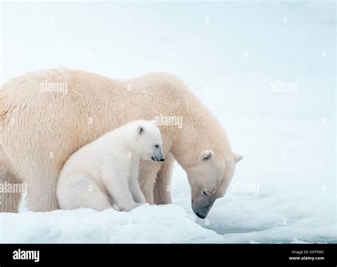 Orso polare con cucciolo