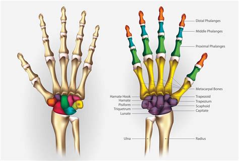 Mappa che illustra le diverse tradizioni sull'uso della fede nuziale: mano sinistra e mano destra