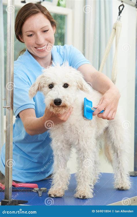 Animale domestico che viene spazzolato