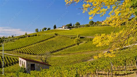 vigneti in collina