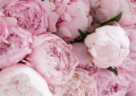 Peonie, i fiori preferiti di Meghan Markle, usati per decorare la torta