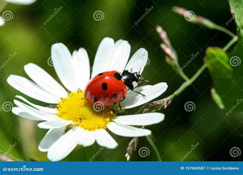 Coccinella su un fiore