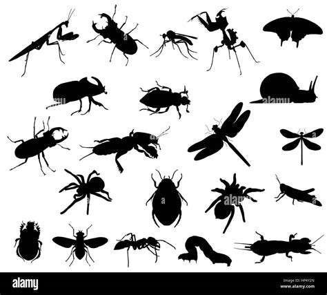 Diverse specie di insetti