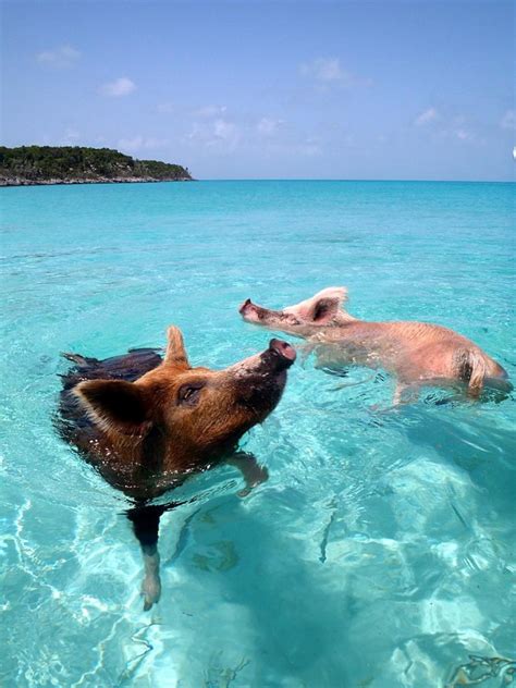 maialini nuotatori alle Bahamas