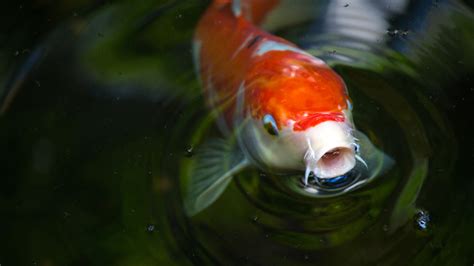 Primo piano di una carpa Koi con tubercoli nuziali visibili