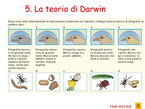 Schema storico dell'evoluzione della giarrettiera