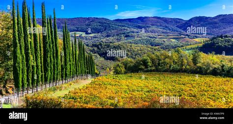 Paesaggio provenzale con vigneti e cipressi