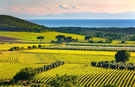 Vista panoramica delle colline toscane con vigneti