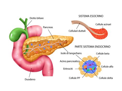 Schema del funzionamento del pancreas e della produzione di insulina