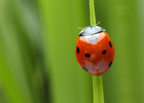 Coccinella portafortuna