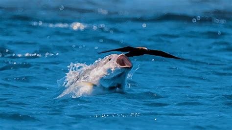 Pesce damigella che si nutre di alghe su un corallo