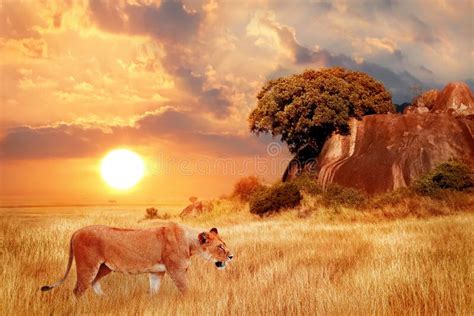 Leone nella savana africana