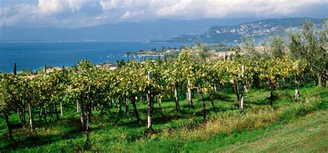 Panorama di Bardolino con vigneti e il Lago di Garda