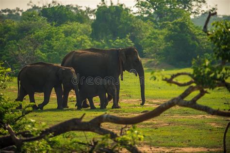Elefanti nel Parco Nazionale di Yala, Sri Lanka