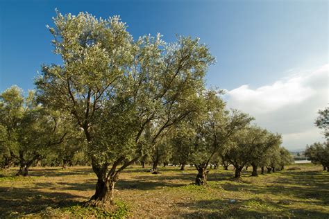 Alberi di ulivo in un campo toscano