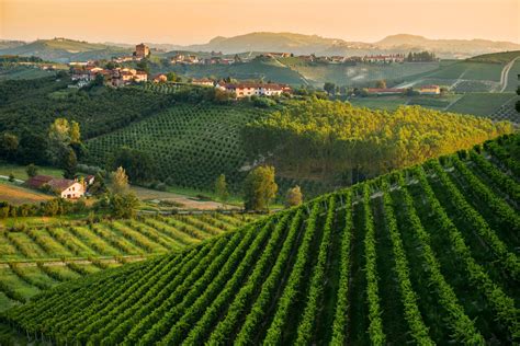 Collina con vigneti nelle Langhe
