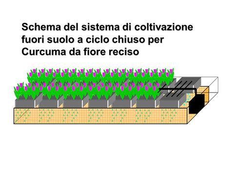 Schema del ciclo di coltivazione dell'arachide