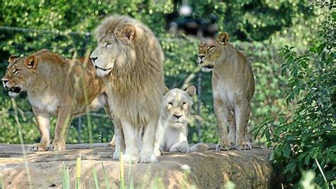 Un branco di leoni nel Parco Kruger