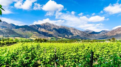 Vigneti nelle Winelands del Sudafrica
