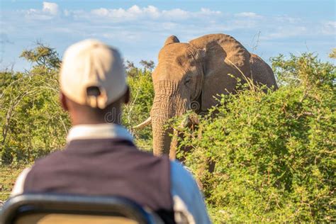 Coppia che osserva un elefante durante un safari