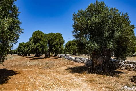 Paesaggio pugliese con ulivi secolari e muretti a secco