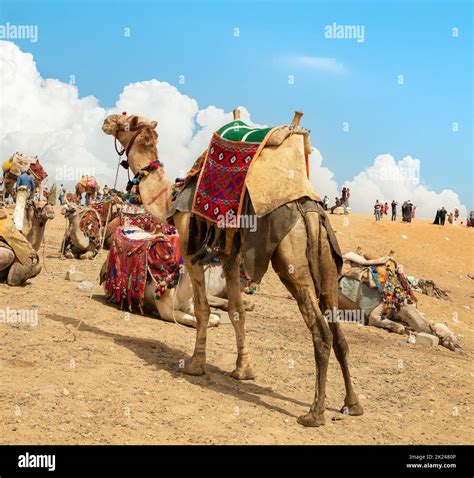 Addio al nubilato sui cammelli nel deserto