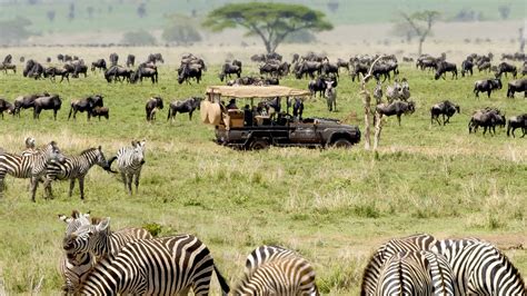 Safari nel Serengeti, Tanzania